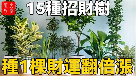 招財樹有哪些|探索發財樹的種類：認識常見品種和獨特之處